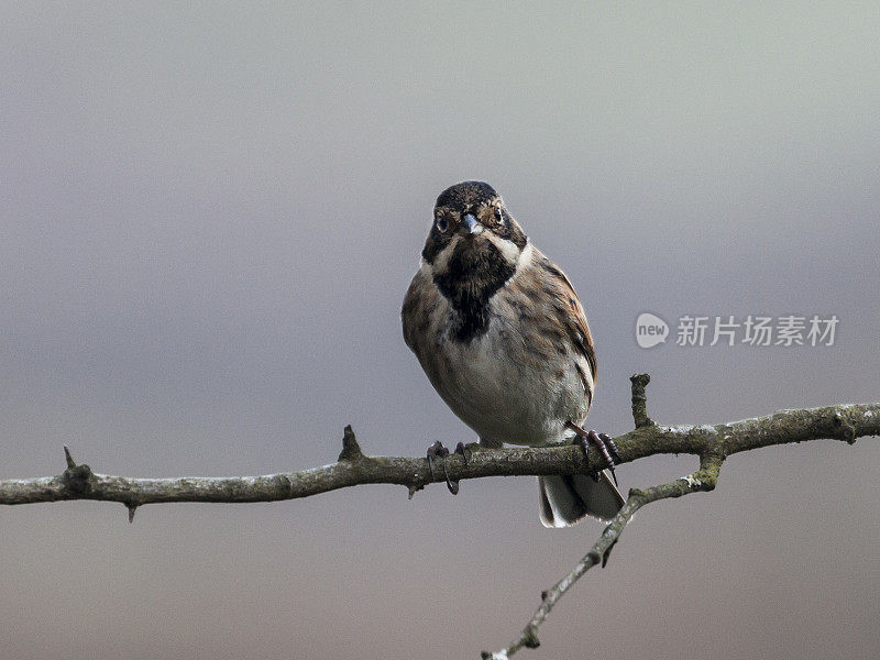 Reed Bunting Emberiza schoeniclus